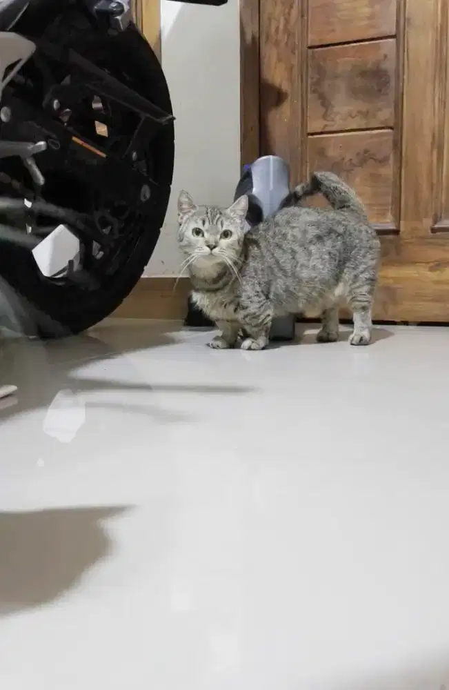 Munchkin hamil dengan Golden