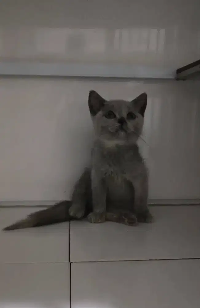 Kitten Bsh 2.5 bulan