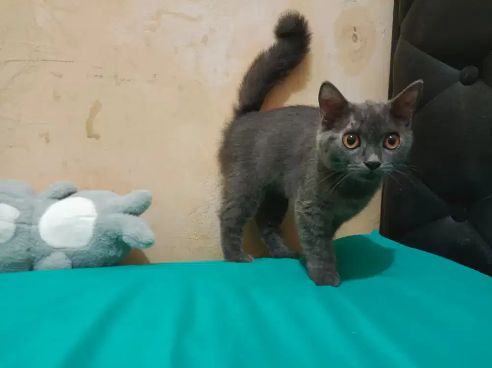 Kucing british shorthair betina