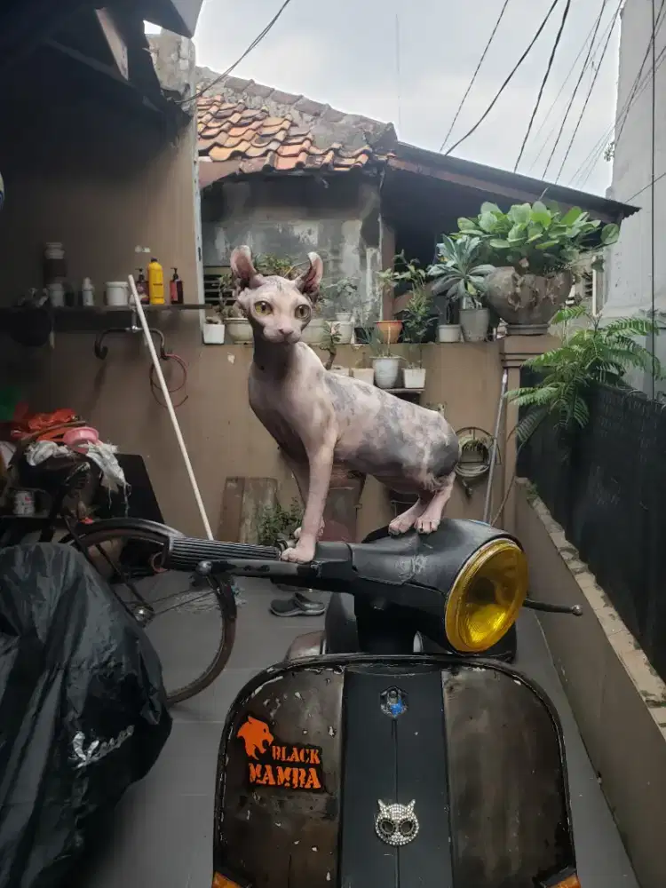 Betina ELF Dwelf NS 7 Bulan Calico