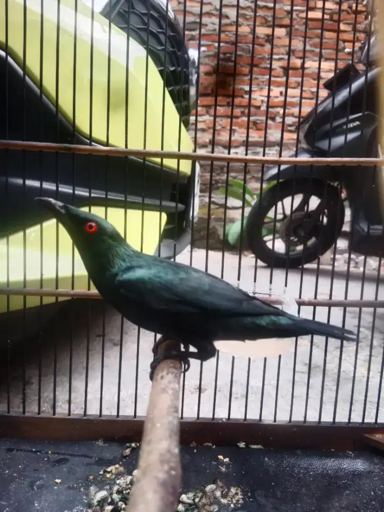 Burung camberling