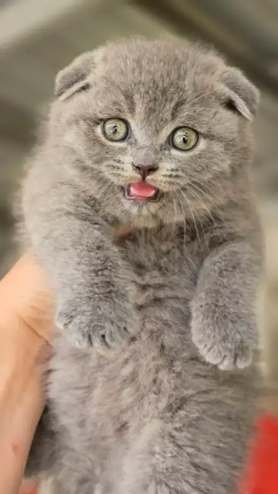 Kucing british shorthair x scotish fold