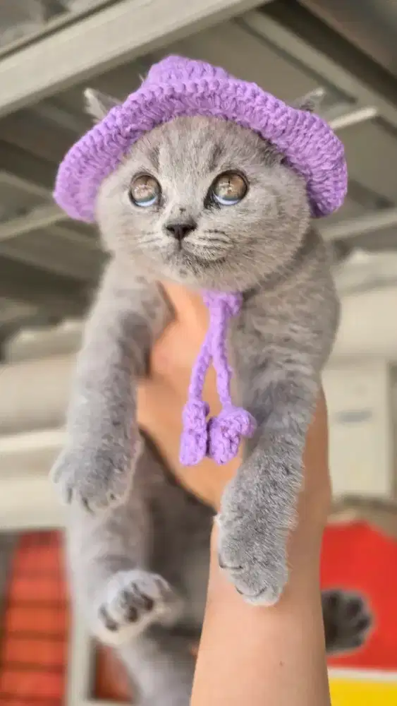Kucing british shorthair bsh british shorthair