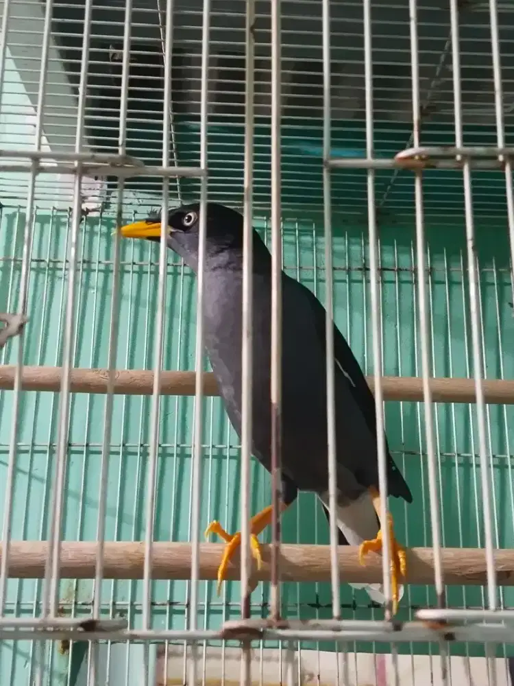 Burung jalak kebo gacor suara variasi + kandang besi kotak