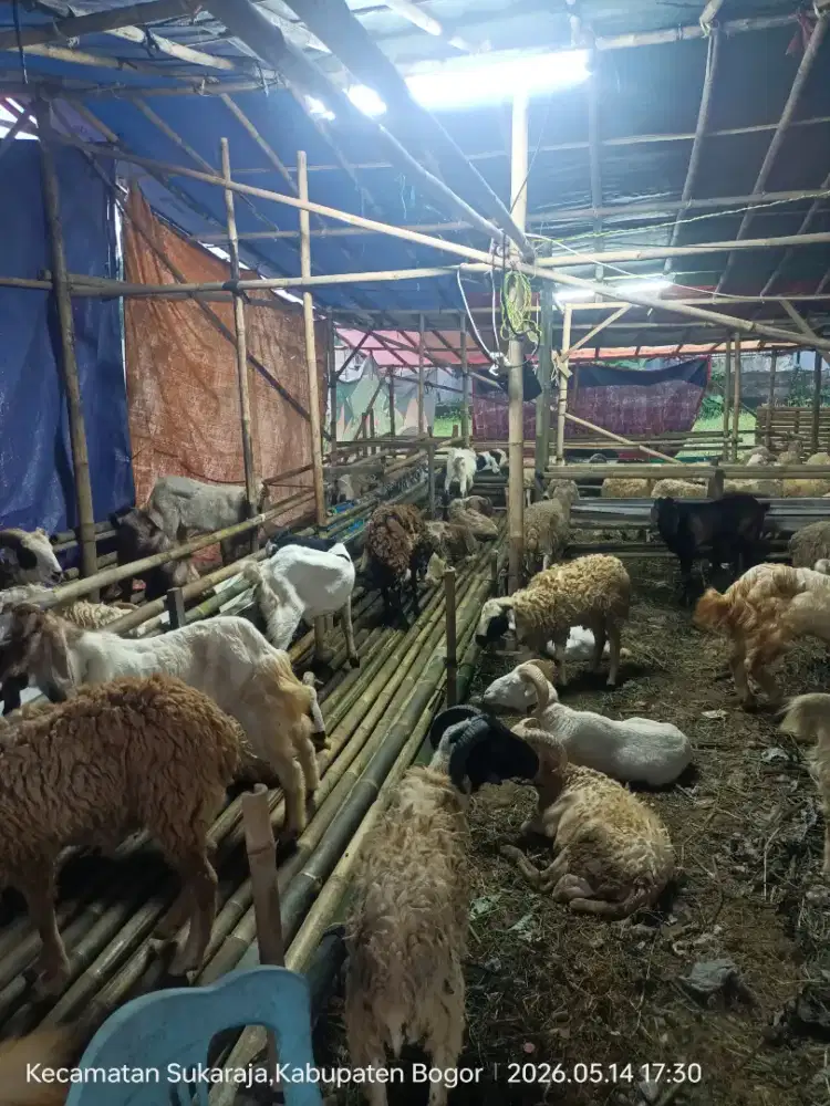 Hewan Qurban Kambing & Domba