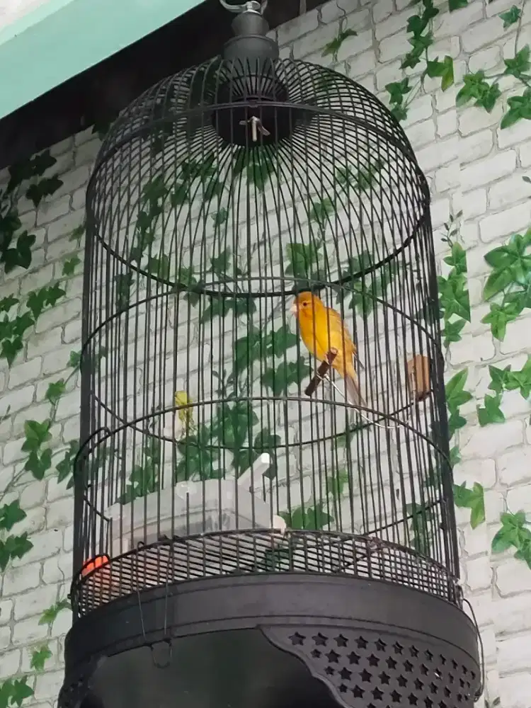 Burung kenari Loper ijo botol