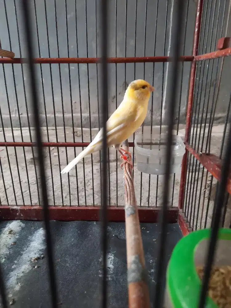 Jual,,Burung kenari harian rajin+full set