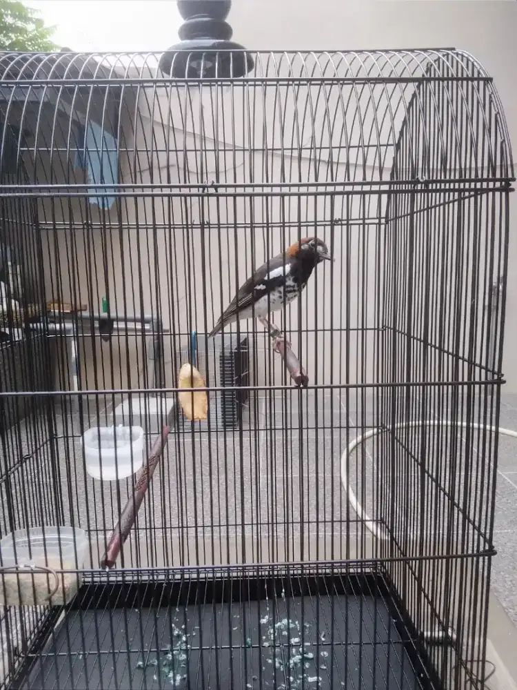 Burung anis kembang gacor fullset .