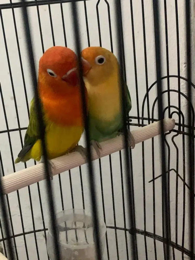 Lovebird Indukan biola pb x biola euwing gold/pb