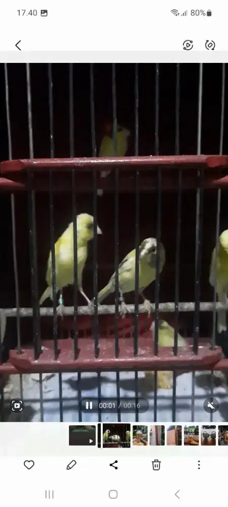 Burung kenari f1 SF sortiran jantan