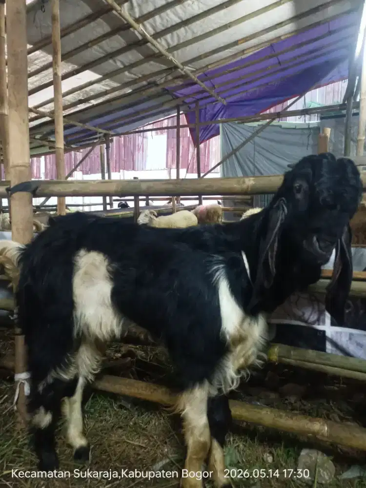 Hewan Qurban 2026