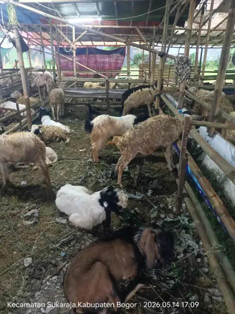 Hewan Qurban Bogor