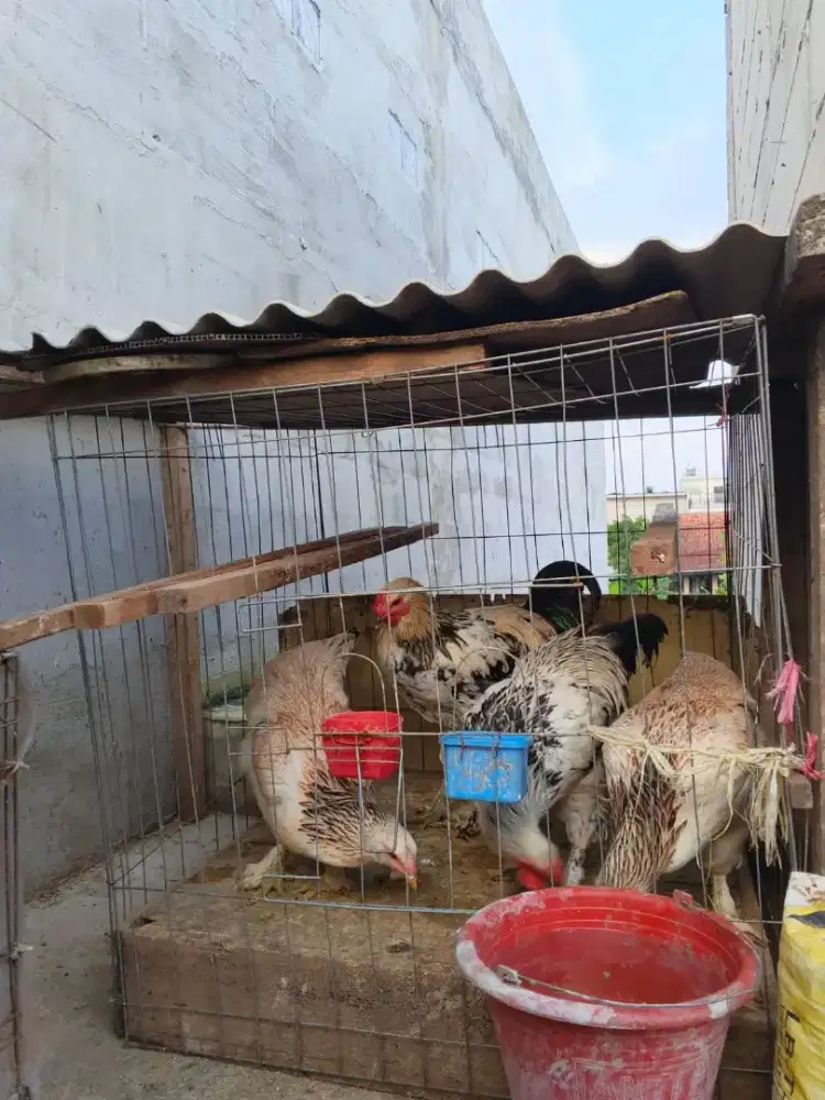 Jual ayam brahma