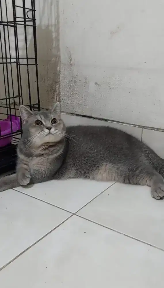 Kucing british shorthair betina dewasa indukan kucing bsh