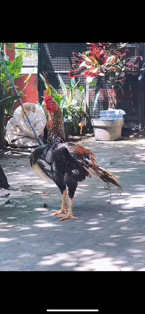 Ayam Asel Parrot jual rugi