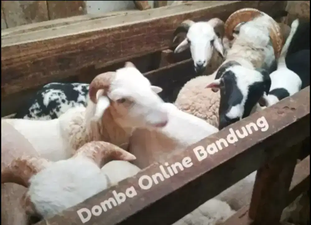 Domba Qurban Bismillah