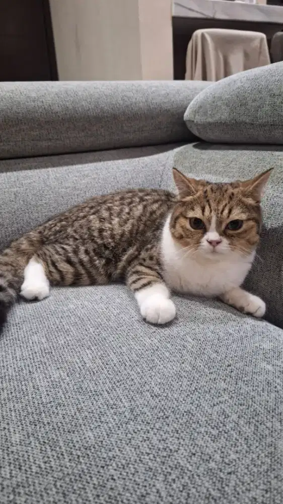 Adopsi kucing keturunan BSH