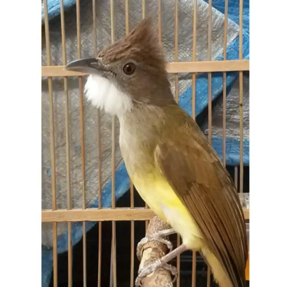 Burung Cucak Jenggot Priangan.