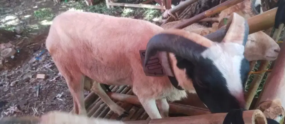 Domba murah bandung 2026#sapi murah#qurban terdekat#gratisongkir