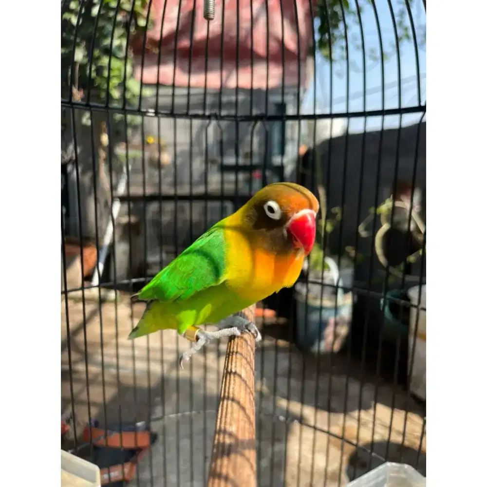 Lovebird Siti Plus Sangkar Beti Fighter Bulu Domba.