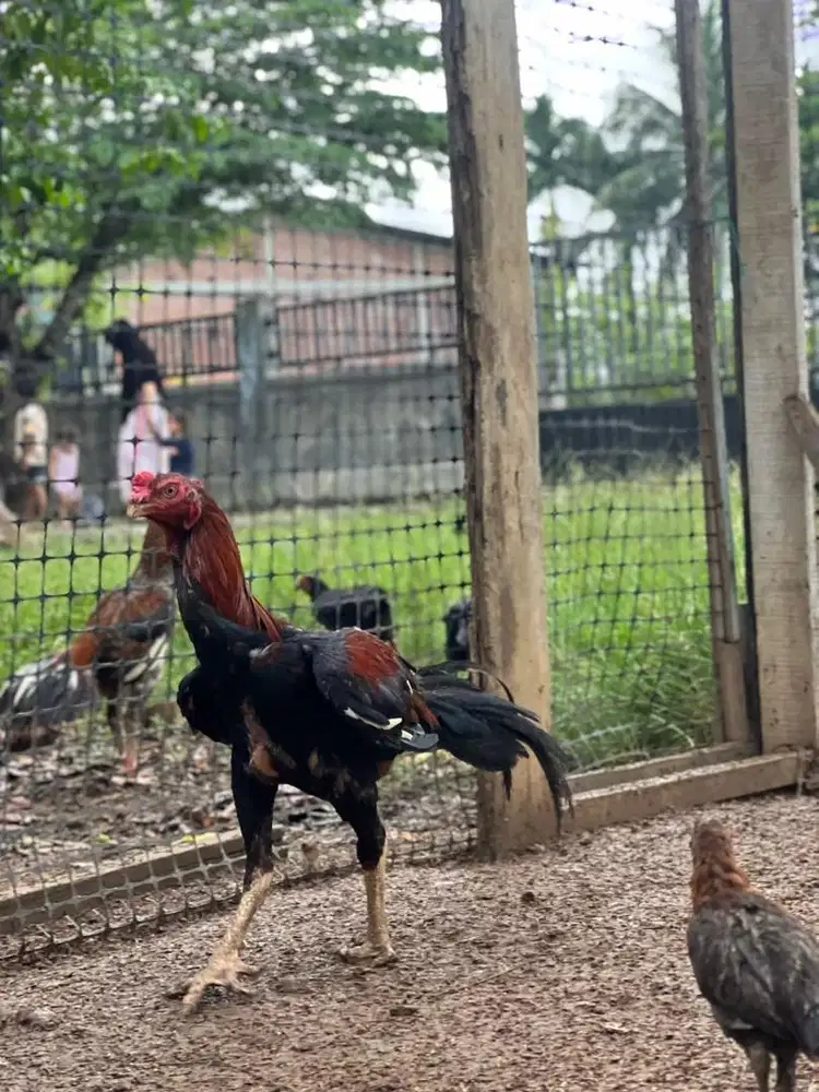 Ayam Asel Parrot