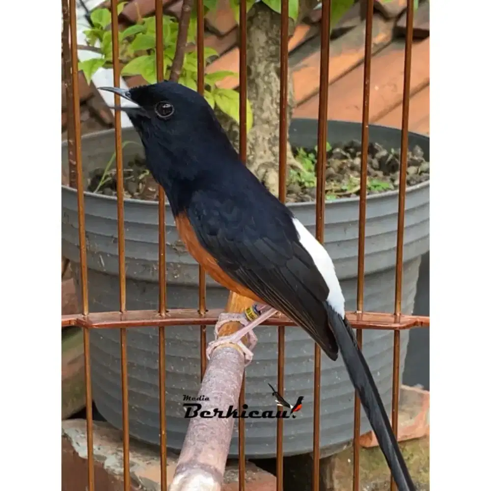 Murai Batu Pastol Gacor - Tanyakan Stok Terlebih Dahulu.