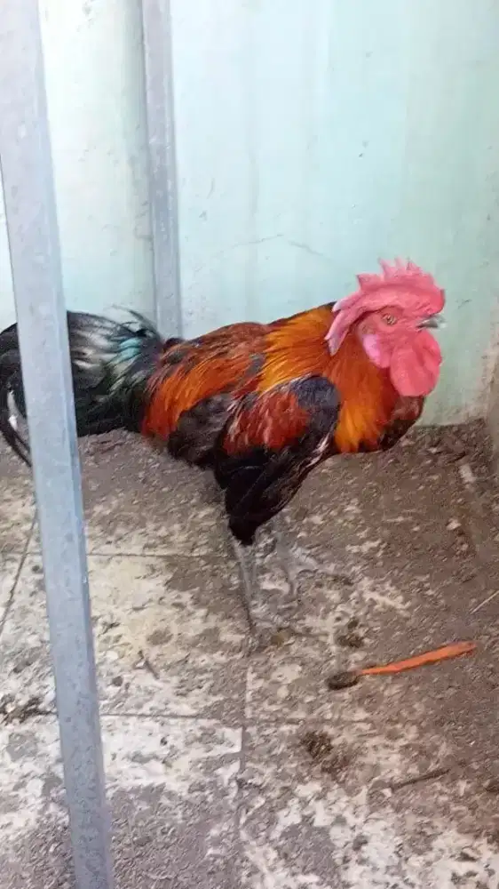 Ayam Pelung ori ada di Gedebage