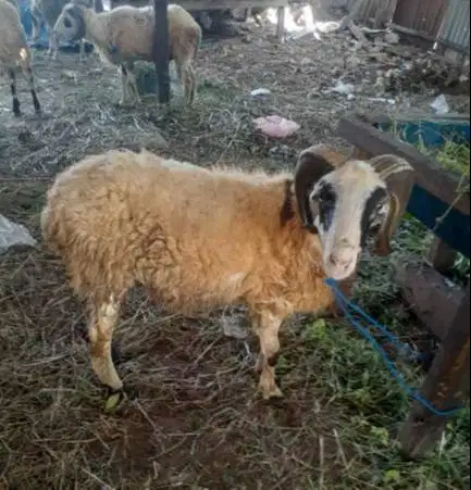domba qurban kiloan 35kiloUP siap hewan kurban murmer 1 tahunan manteb