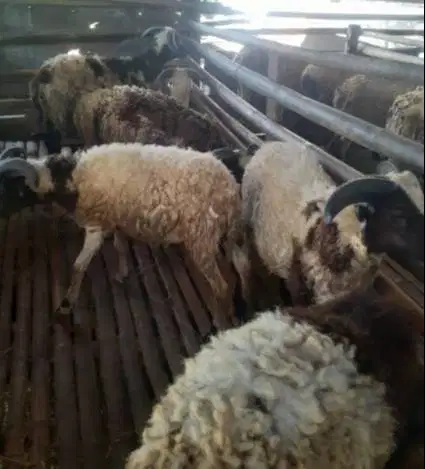 domba qurban kiloan 35kiloUP siap hewan kurban murmer 1 tahunan manteb