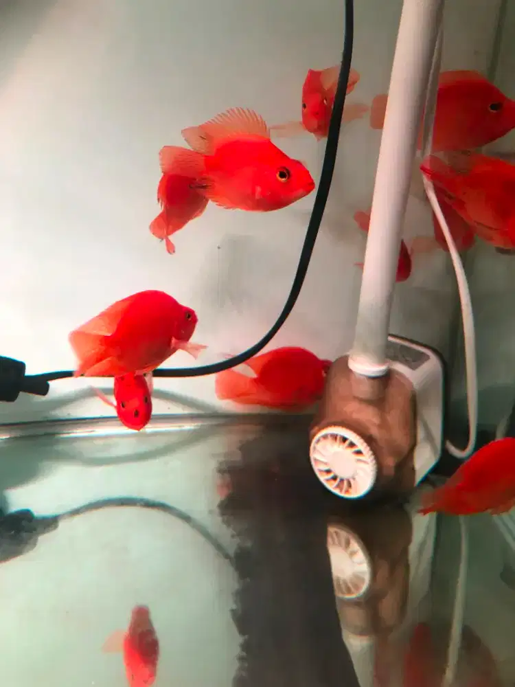 Red parrot fish