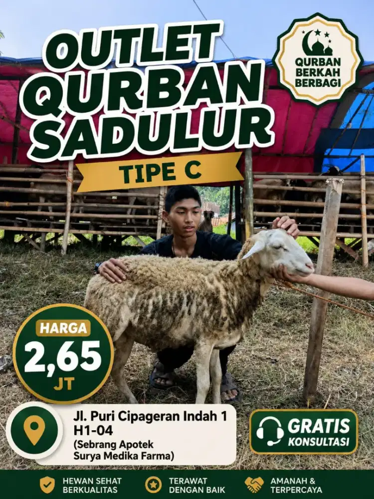Domba qurban sadulur cimahi