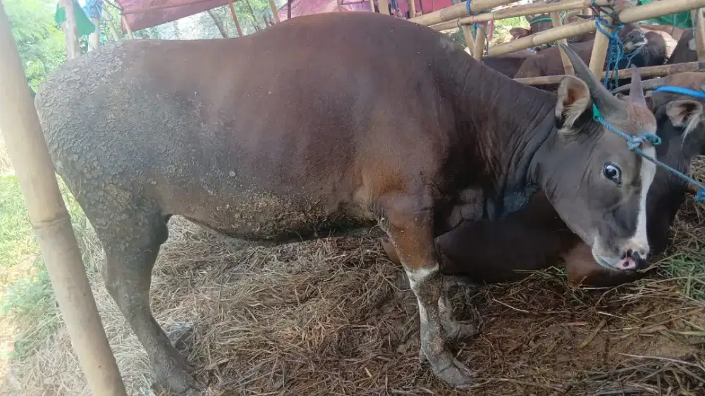 Menjual hewan qurban , amanah , jujur , murah