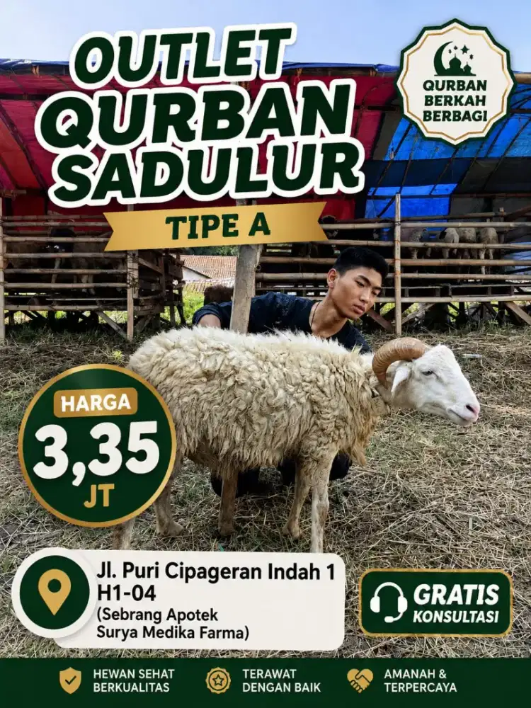 Domba qurban cimahi