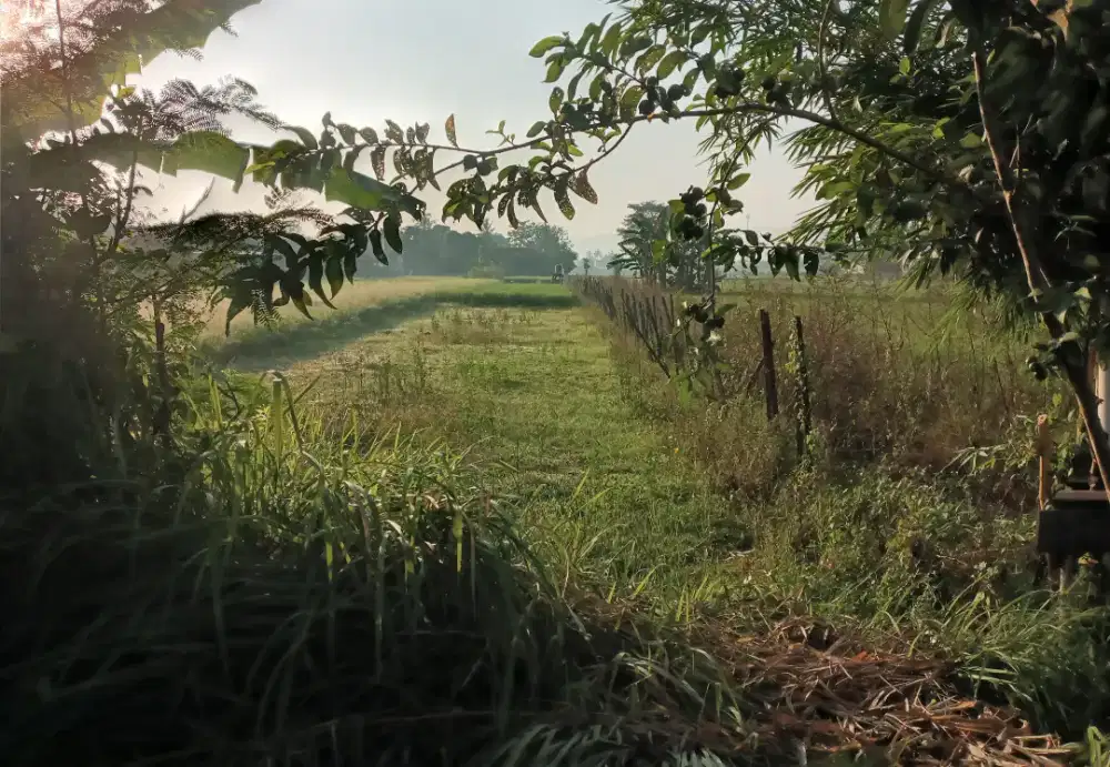 Tanah sawah luas 297m lebar 7m bisa nego