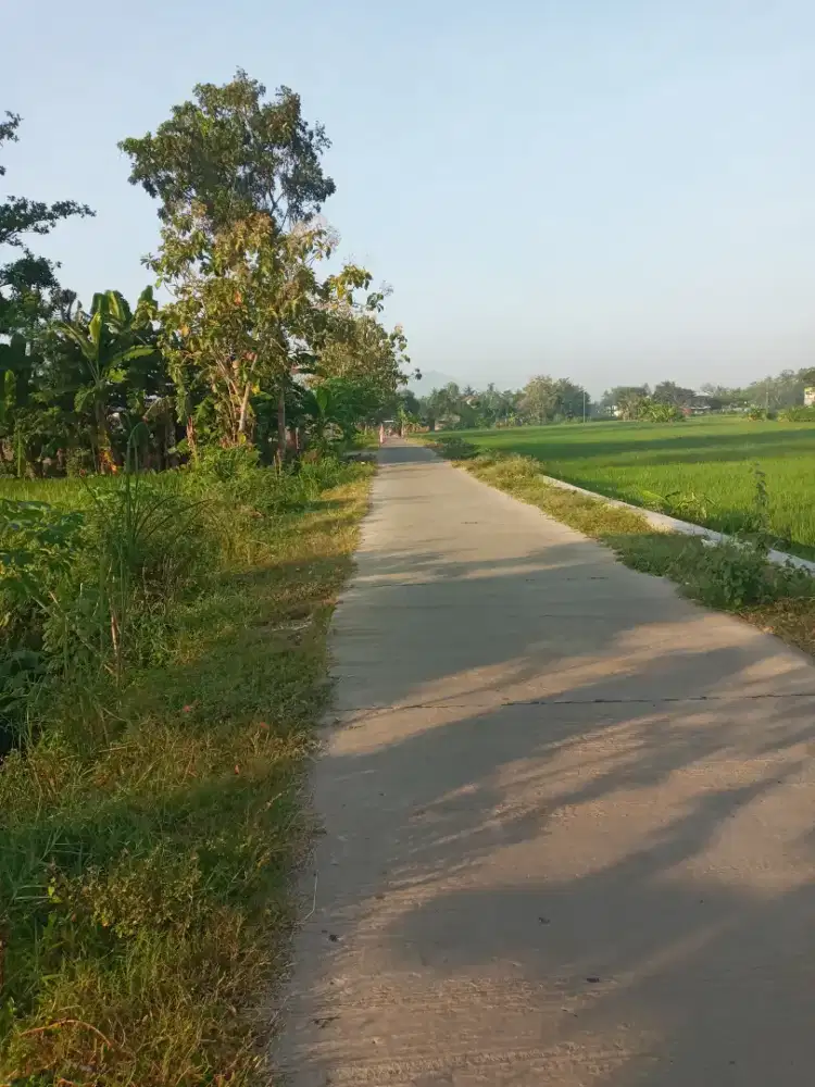 Tanah sawah luas 297m lebar 7m bisa nego