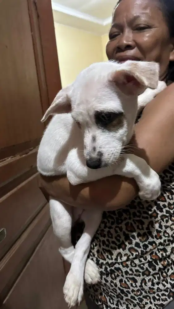 Anak anjing lucu