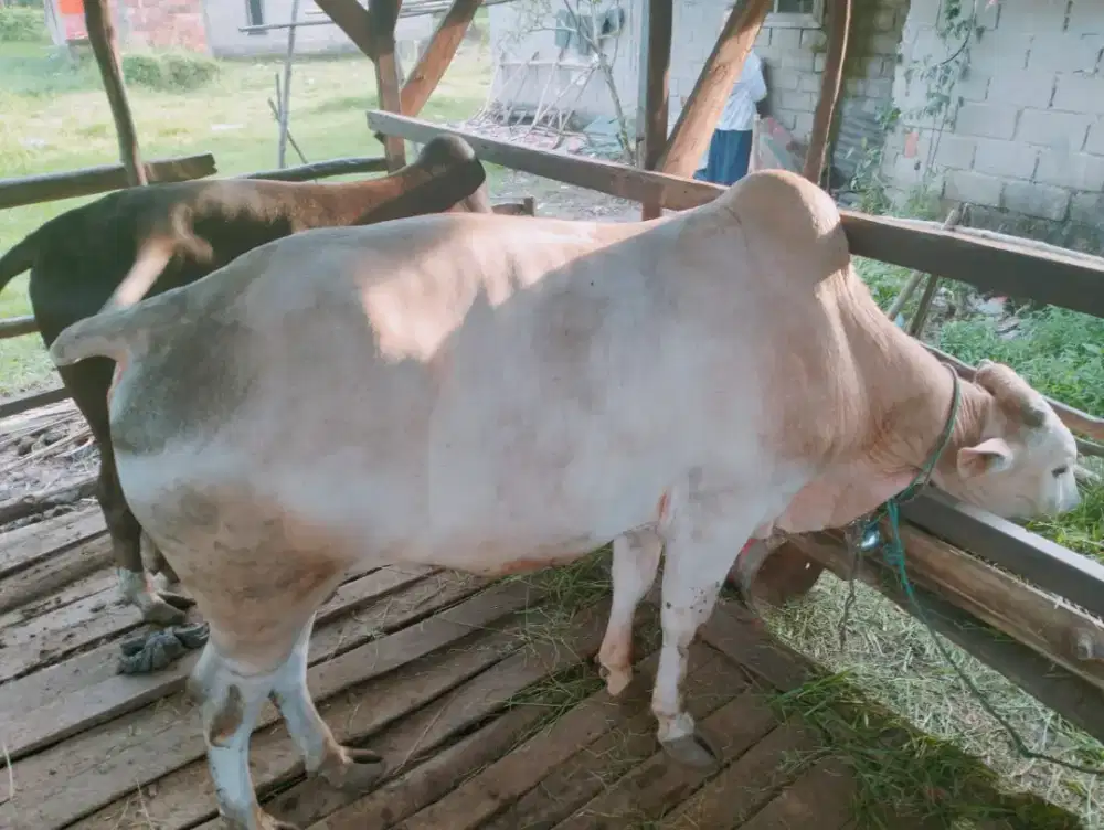 Sapi kurban terawat
