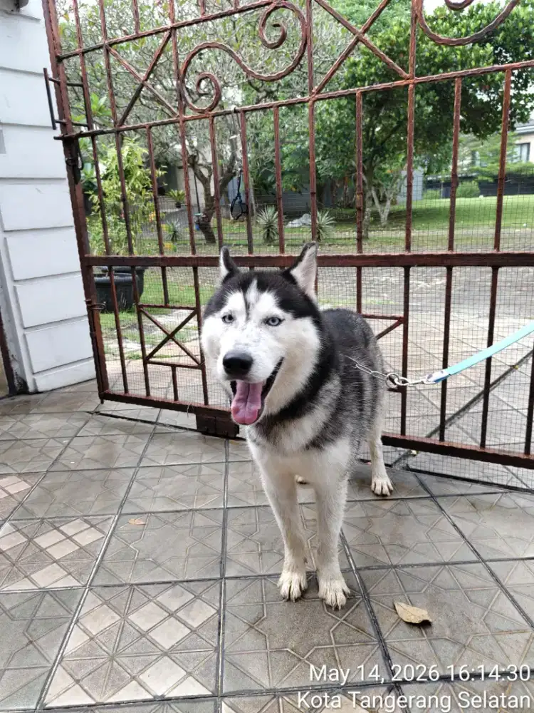 Semi Adopsi Siberian Husky Usia 3 tahun