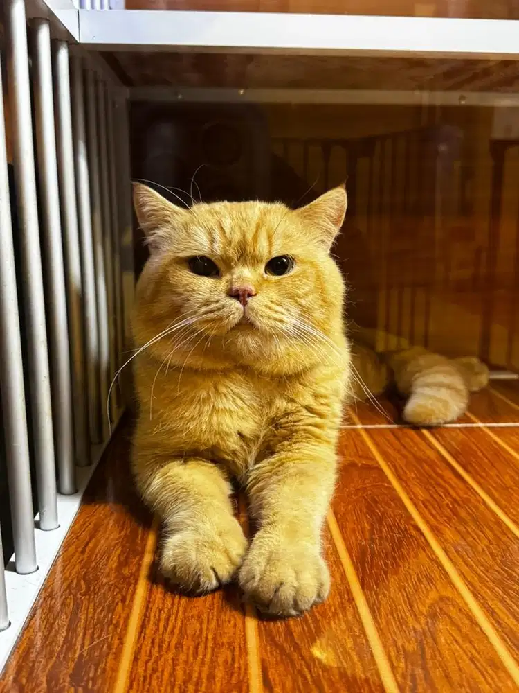 BSH JANTAN RED TABBY