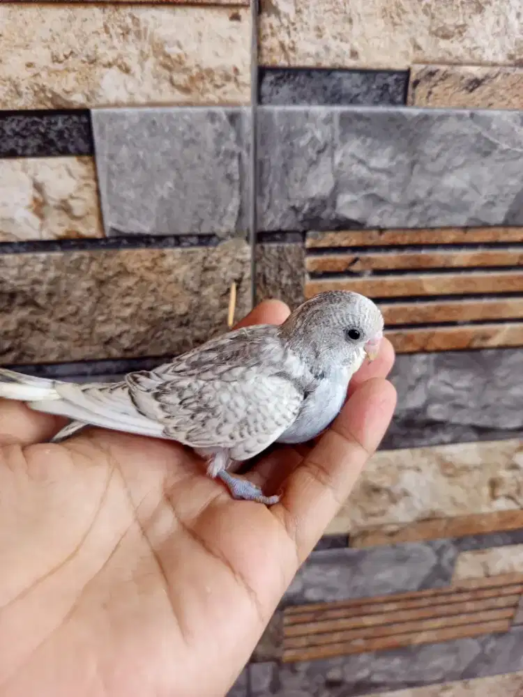 Lolohan lovebird klep nonklep & Parkit mutasi