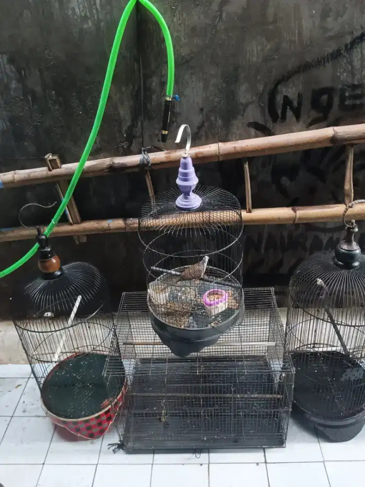 SANGKAR BESI Lovebird dan isinya