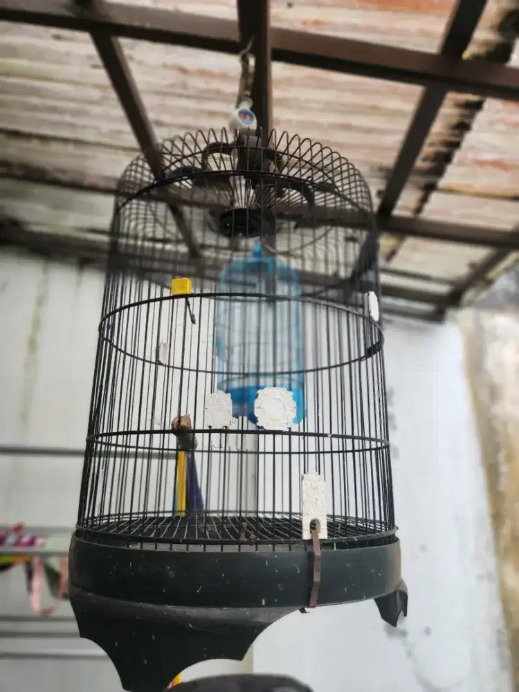 Kandang Burung diameter 46cm