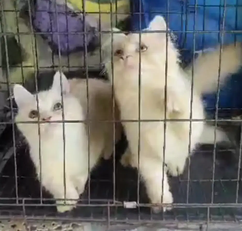 Munchkin RH Longhair