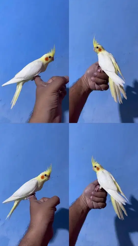 Falk cockatiel parkit australia Jinak Total