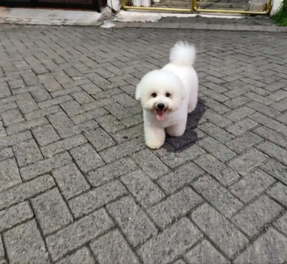 Open stud Pacak Mini Bichon Frise Jantan