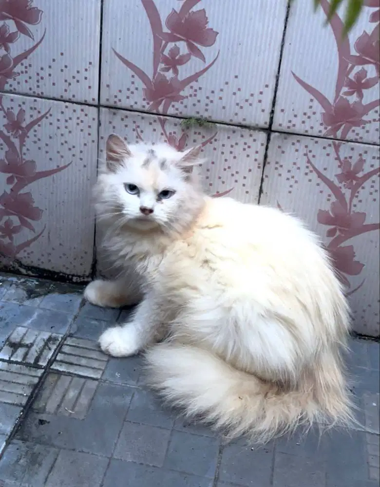 Persia betina mata biru