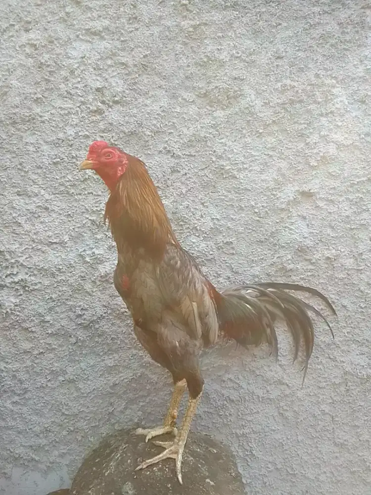 AYAM BANGKOK BIRMA UK3