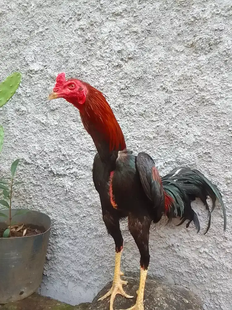 AYAM BANGKOK UK4