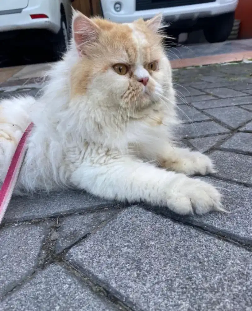 Jasa pacak kucing ras peaknose mix persia ukuran besar