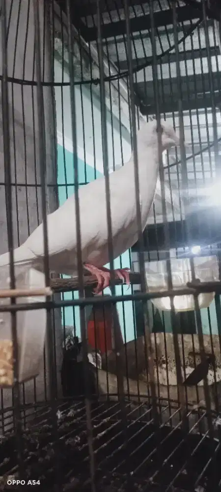 Burung Puter albono